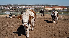 Krávy kousek od metra Jinonice na farm� u Jirák�. Duben 2026.
