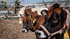 Krom� koz, ovcí a n�kolika koní jsou na farm� u Jirák� v pra�ských Jinonicích...