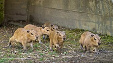 V pra�ské zoo se narodilo sedm kapybar. (5. kv�tna 2026)