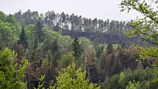 Oho�elý les pod Jahodovou cestou v �eském �výcarsku. (7. kv�tna 2026)