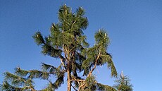 Arboretum V�enory je mén� známou alternativou k velkým zahradám typu Pr�honice....