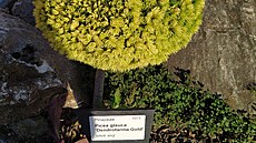 Arboretum V�enory je mén� známou alternativou k velkým zahradám typu Pr�honice....