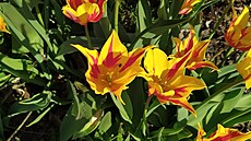 Arboretum V�enory je mén� známou alternativou k velkým zahradám typu Pr�honice....