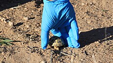 Mike Phillips, �editel neziskové organizace Turner Endangered Species Fund,...