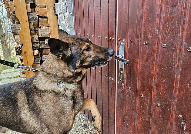 Drama při pátrání po lupiči. Na policejního psa v akci zaútočilo divoké prase