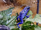 Dendrobates tinctorius azureus ve svém vlastním miniaturním sv�te.