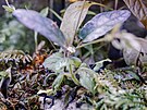 Pro za�áte�níky jsou vhodné druhy jako Dendrobates tinctorius, Dendrobates...