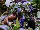 Dendrobates tinctorius azureus