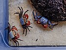 Mikrokrabi pot�ebují vodu o teplot� 24 a� 29 °C a hodnot� pH 6,5 a� 7,5.