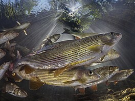 Rostislav �tefánek � Lipani v protisv�tle NOMINACE CZECH NATURE PHOTO...