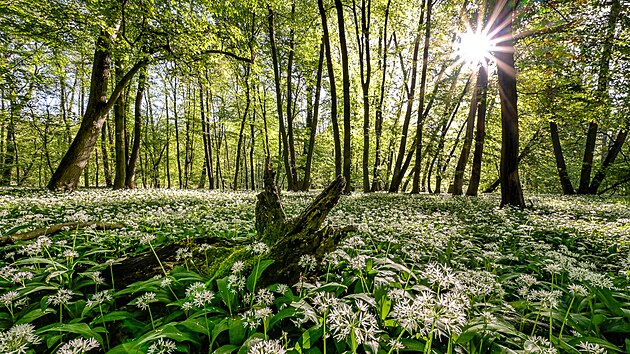 Polabí: Kolín'den Lysá nad Labem'e bisikletle