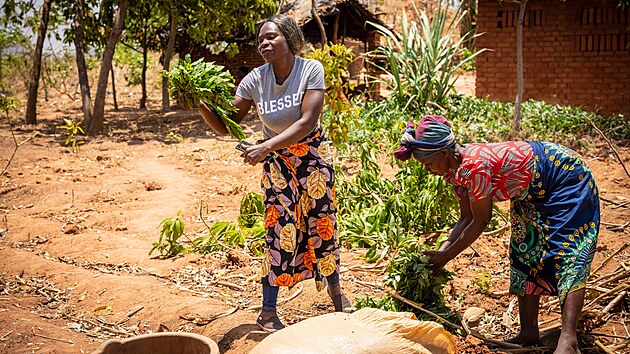 Farm��i v Malawi hled� s obavami na sez�nu kv�li nedostatku hnojiv. (14. kv�tna 2026)