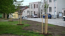 Nov� vysázené mladé t�e�n� v par�íku v Havlí�kov� ulici.