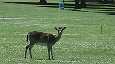 Chorvatský národní park Brijuni (23. února 2011)