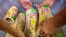 Thajské ú�ady zabavily 250 kilogram� z Afriky pa�ované slonoviny. (11. kv�tna...