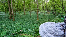 Na okraji p�írodní rezervace Veltrubský luh odkládáme kola a jdeme se podívat...