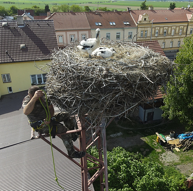 Čapí akce Kulový blesk. Čtyři osiřelá mláďata mají po týdnu adoptivní rodiče