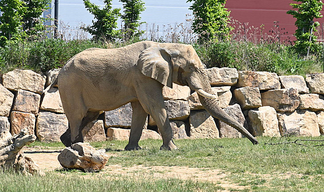 Slon Jack ve zlínské zoo dlouho nezůstane. Před Ulu už smrtelně zranil jinou samici