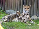 �estice mlá�at geparda �tíhlého vyrazila v olomoucké zoologické zahrad� poprvé...
