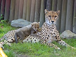 �estice mlá�at geparda �tíhlého vyrazila v olomoucké zoologické zahrad� poprvé...