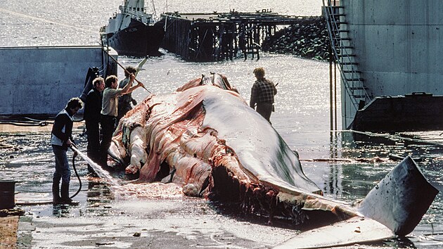 Lovci roz�ez�vaj� velrybu ve velryb��sk�m p��stavu Hvalfj�rður nedaleko islandsk�ho hlavn�ho m�sta Reykjav�ku. (21. �ervna 1983)