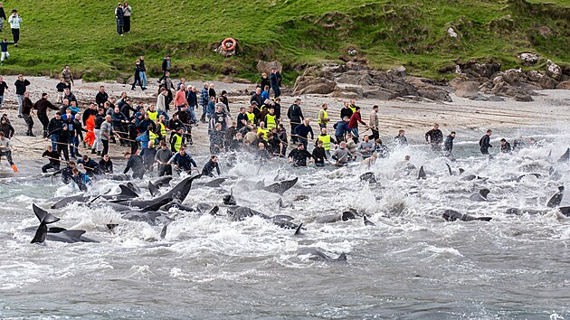 Na Faersk�ch ostrovech se ve st�edu odehr�ly t�i tradi�n� lovy delf�n� a velryb ozna�ovan� jako Grindadr�p. Podle organizace Sea Shepherd p�i nich zahynulo celkem 706 kytovc�, z toho 406 v hlavn�m m�st� T�rshavnu.