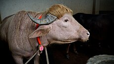 V Bangladé�i láká davy buvol p�ezdívaný Donald Trump