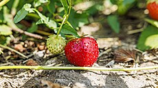 Samosb�r jahod je mo�ný t�eba ve Velkých Bílovicích na B�eclavsku. (27. kv�tna...