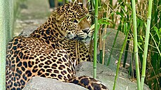 Samec levharta cejlonského, který p�icestoval do ústecké zoo z Itálie