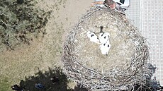 Snímek zachycuje podstr�ení mlá�at do hnízd v Hor�ovském Týnu. (24. kv�tna 2026)
