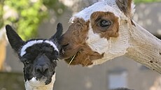 �erstv� narozené mlád� alpaky v jihlavské zoologické zahrad� (22. kv�tna 2026)