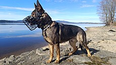 Policejní pes Urko dopadl podez�elého mu�e. (21. kv�tna 2026)