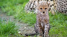 �estice mlá�at geparda �tíhlého vyrazila v olomoucké zoologické zahrad� poprvé...