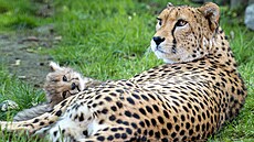 �estice mlá�at geparda �tíhlého vyrazila v olomoucké zoologické zahrad� poprvé...