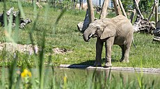 Sloni afri�tí v areálu Karibuni v Zoo Zlín (kv�ten 2026)