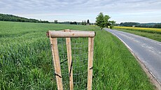 Z aleje mezi Studnicí a Zblovem na Náchodsku p�es noc n�kdo ukradl deset...