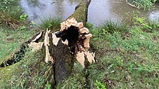 Následky bou�ky a silného v�tru v Bor�ov� na �eskobud�jovicku. (31. kv�tna 2026)