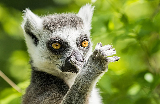 Uprchlého lemura chytili, když se ládoval třešněmi. Opatření