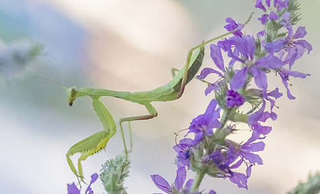 Czech Scientists Seek Public Help to Map Praying Mantis Spread for 'Insect of the Year 2026'