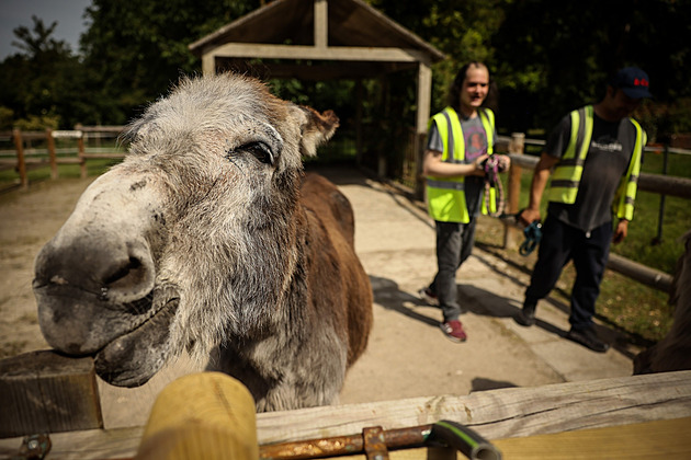 Therapeutic Donkeys Aid Patients at French Psychiatric Hospital