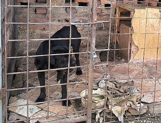 V chovu veteriná�i objevili zanedbaného psa a �t�n�.