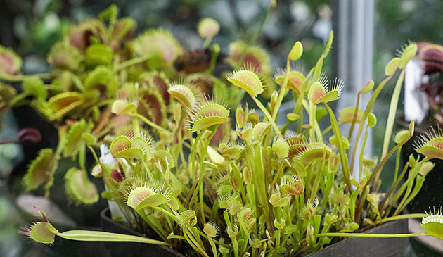 Olomouc Exhibition to Showcase Carnivorous Plants