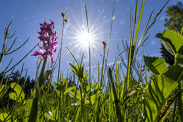 OBRAZEM: Sjezdovka je rájem orchidejí i vzácných motýlů. Och