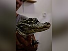 Aligátory z jihlavské zoo poslali do Polska