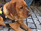 Nevidomí a jejich psi sout�ili v Liberci. Autobus byl o�í�ek