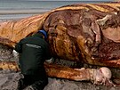 Konec p�íb�hu. Mr�inu �Timmyho� zpracují na bionaftu a biomasu do cementárny