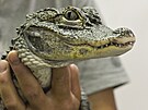 Dv� sami�ky aligátora �ínského se narodily v roce 2023 v jihlavské zoo. Nyní...