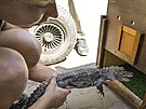 Dv� sami�ky aligátora �ínského se narodily v roce 2023 v jihlavské zoo. Nyní...