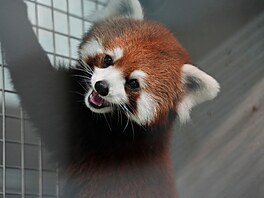 Zoologická zahrada v hlavním m�st� Tchaj-wanu obdr�ela v sobotu z �íny pár...
