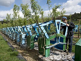 �idle rostou ve speciáln� zkonstruovaných rámech na farm� nedaleko Wirksworthu...